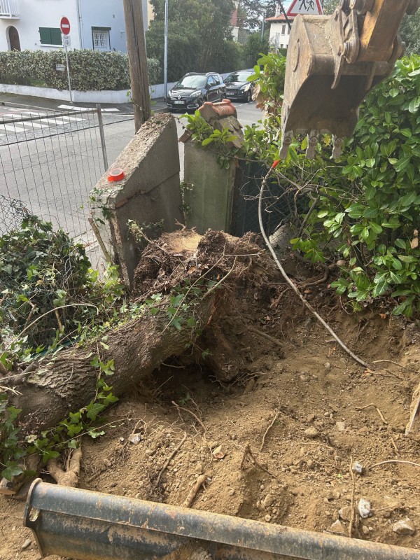 Dessouchage d'un arbre dangereux et penché proche d'un trottoir et du mur mitoyen à l'aide d'une mini pelle avec chauffeur à Toulouse