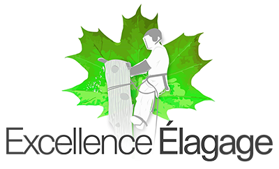 Débroussaillage, élagage, abattage d’arbres, entretien de terrains naturels à Toulouse